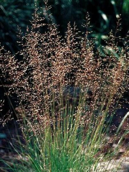 Thumbnail: Sporobolus heterolepis/airoides pot grown