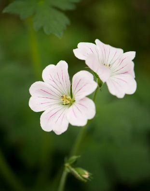 Geranium Dreamland-9cm pot