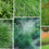 Thumbnail: Ornamental grasses for sun 6 x s