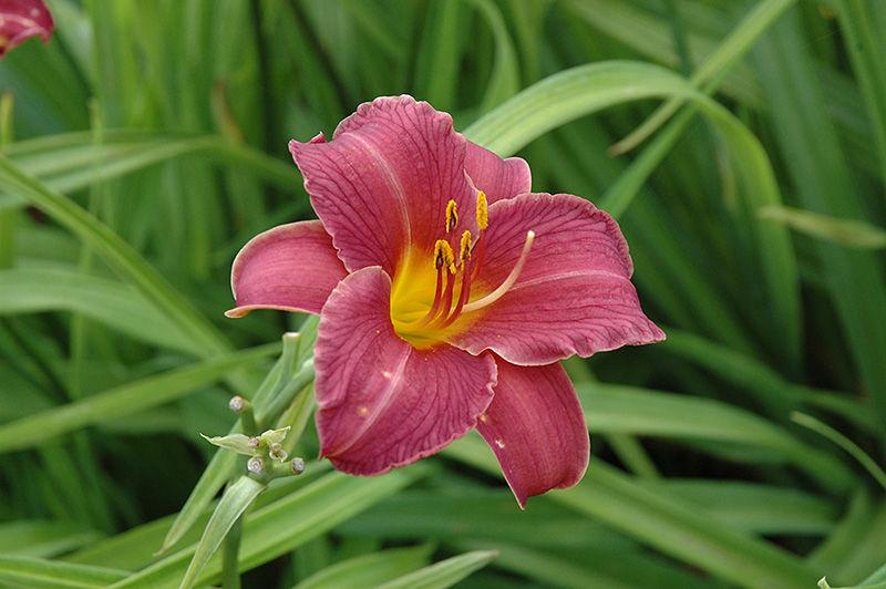 Thumbnail: Hemerocallis 'Little Wine Cup'