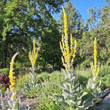 Thumbnail: Verbascum olympicum