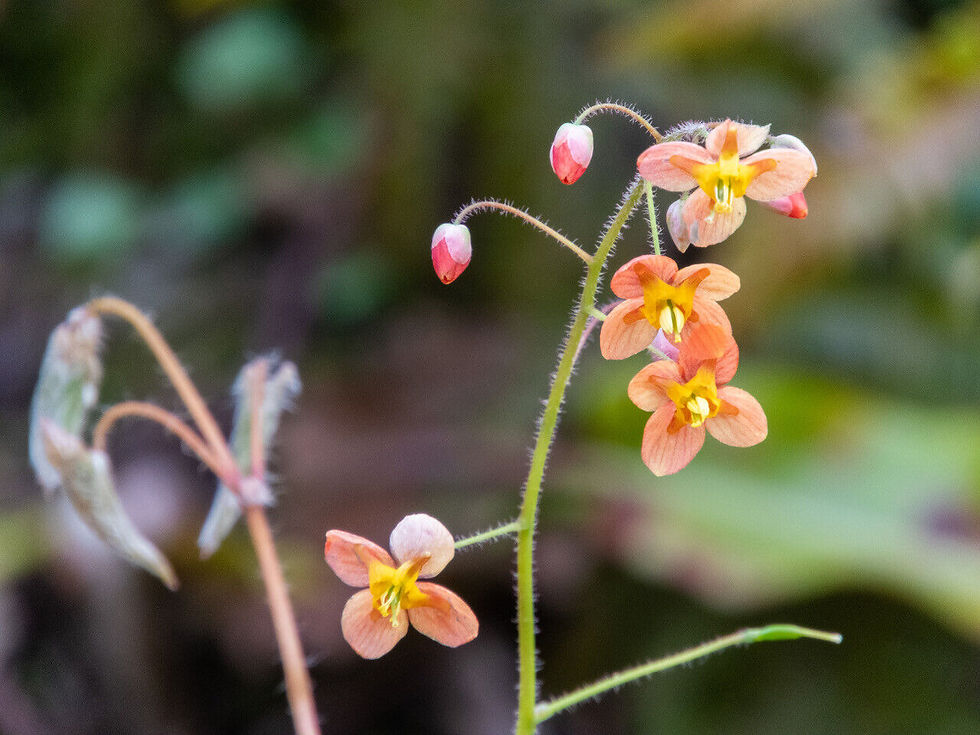 Thumbnail: Epimedium × warleyense Bishop's Hat,single growth bud divisions.