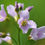Thumbnail: Cardamine pratensis  Cuckoo Flower,Lady's smock, wildflower