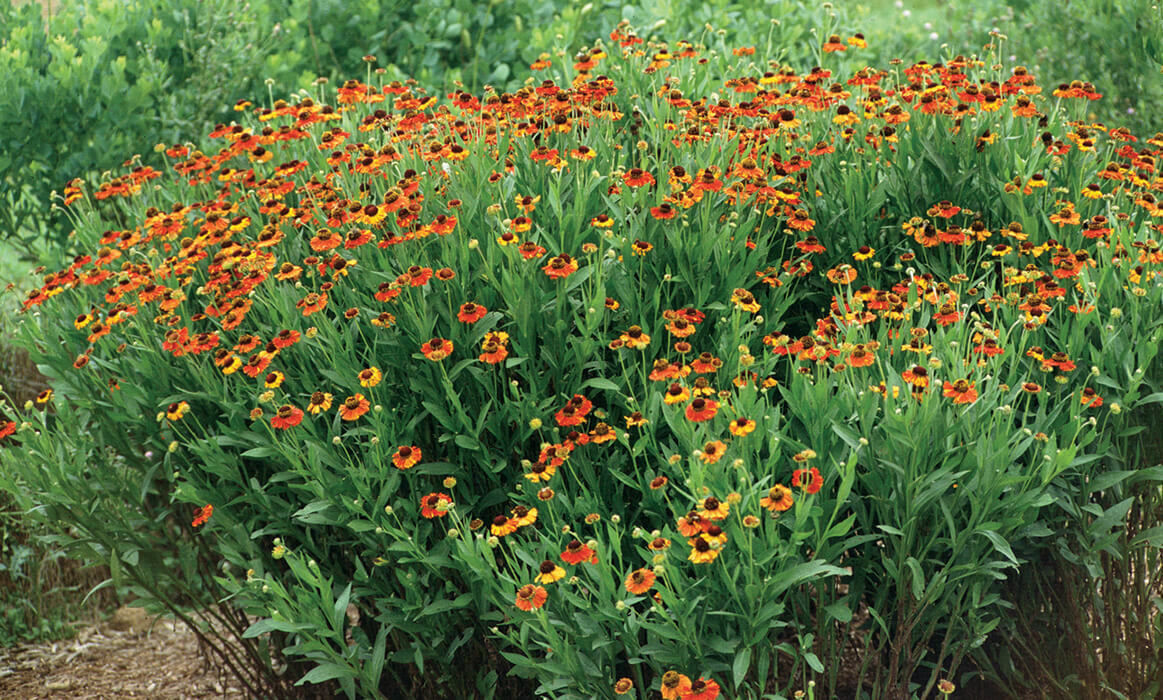 Helenium 'Sahin's Early Flowerer' Sneezeweed , summer autumn flowers