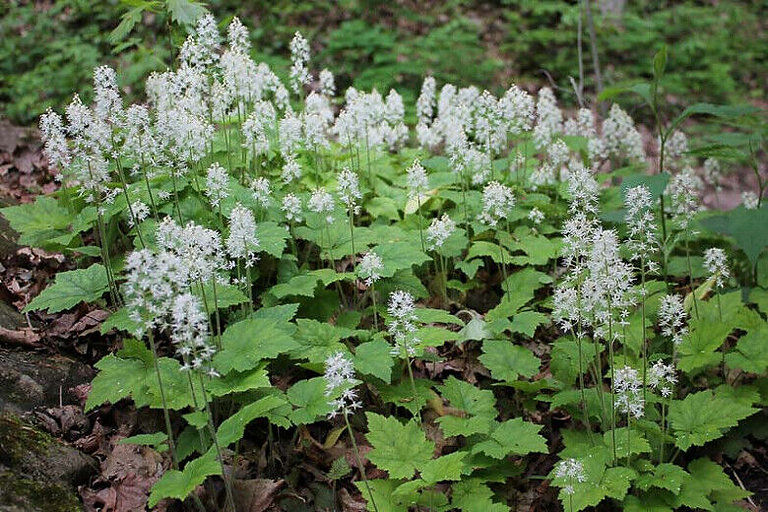 Thumbnail: Tiarella cordifolia  Foam Flower , shade loving,small plants