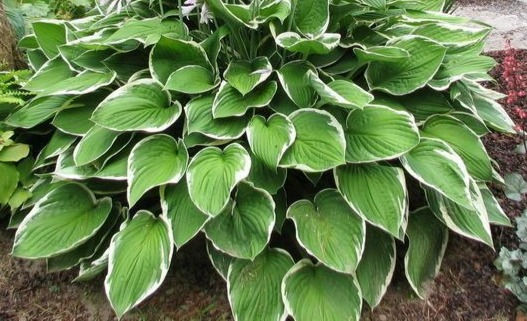 Thumbnail: Hosta Francee