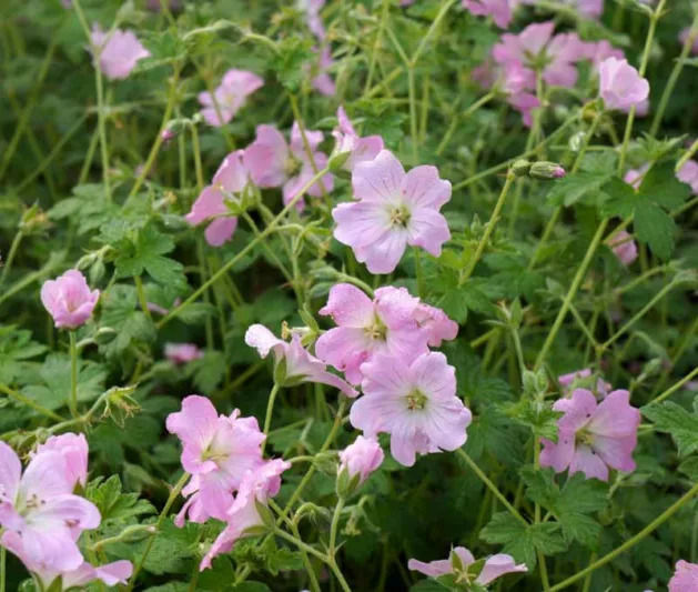 Geranium endressii-9cm pot