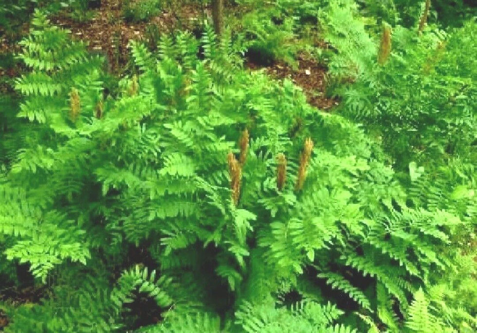 Thumbnail: Fern Collection  5 mixed  deciduous Hardy Ferns