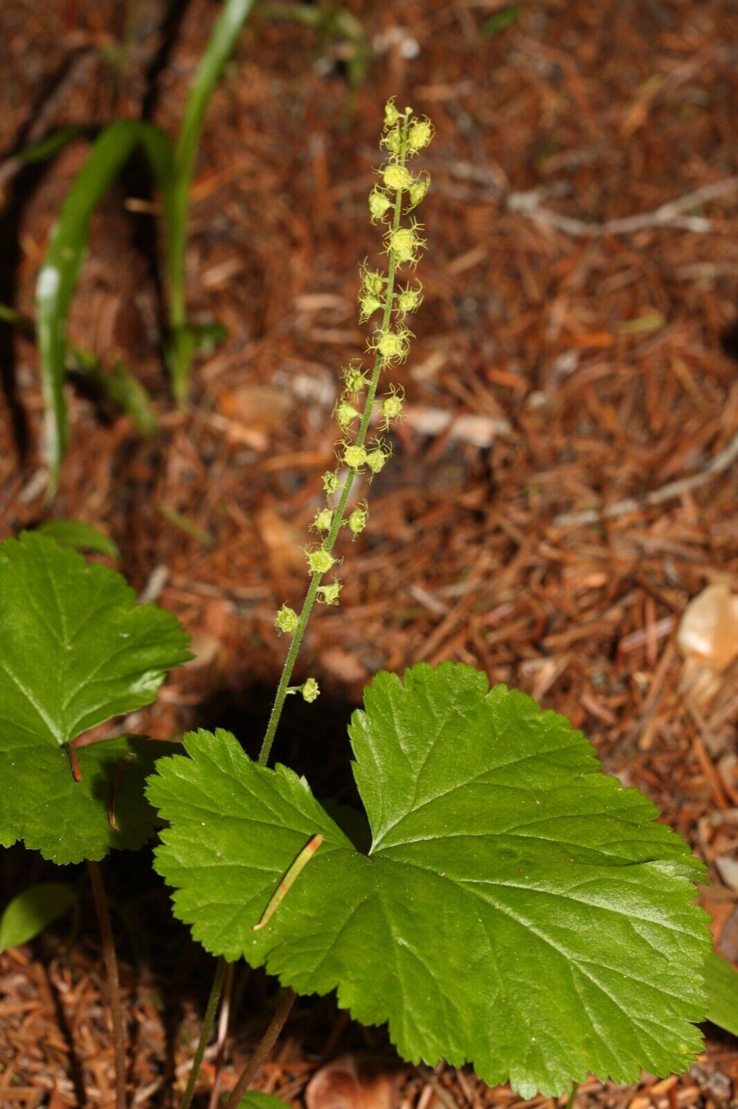 Mitella breweri evergreen shade loving damp tolerant, summer flower