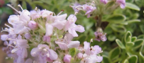 Thymus serpyllum 'Highland Cream' -9cm pot