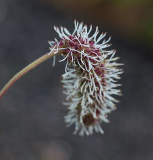 Thumbnail: Sanguisorba armena  Great Burnet   summer white flower