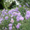 Thumbnail: Scabiosa 'Butterfly Blue'  Scabious , ferny foliage summer autumn flower