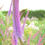 Thumbnail: Veronicastrum virginicum 'Lavendelturm'