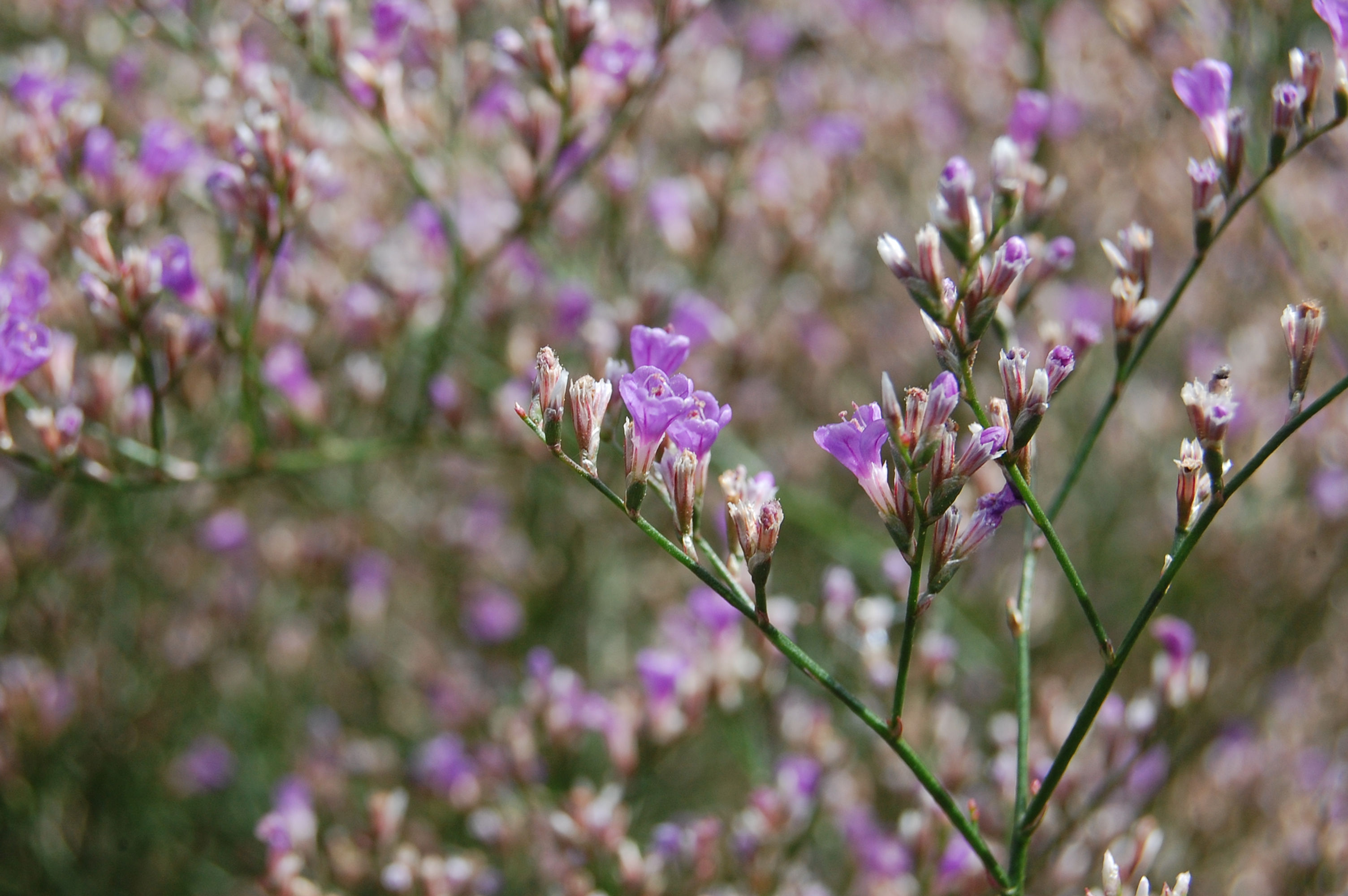 Limonium platyphyllum 'Grandiflorum'