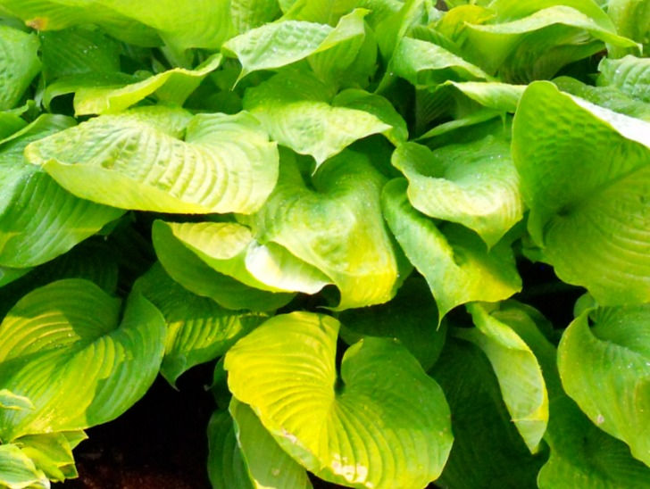 Hosta 'Sum and Substance' Plantain Lily , huge yellow green leaves