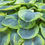 Thumbnail: Hosta 'Frances Williams'  Plantain Lily , grey green yellow leaves