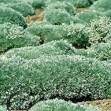Thumbnail: Artemisia schmidtiana 'Silver Mound'  Wormwood , or Cotula