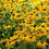 Thumbnail: Rudbeckia fulgida 'ViettesLittle Susie'or Little Goldstar' , compact