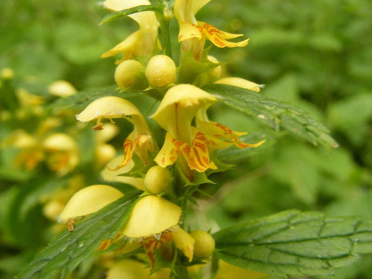 Thumbnail: Lamium collection : our choice of  3 different varieties