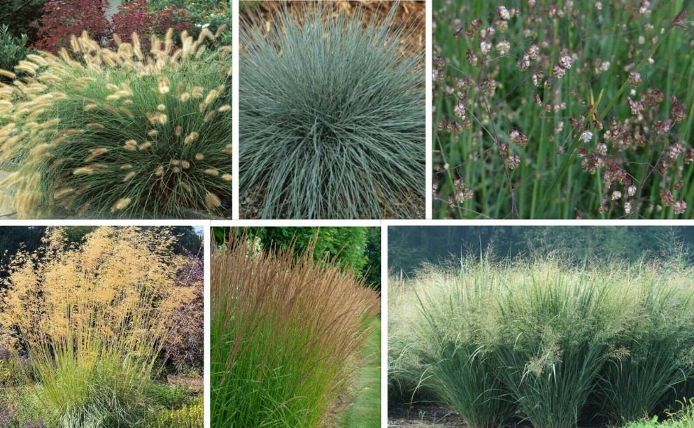 Native Perennial Grasses for Sun Collection 6 x s our choice of plants