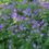 Thumbnail: Geranium sylvaticum 'Mayflower'  Wood Cranesbill  blue native perennial