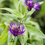 Thumbnail: Centaurea collection : our choice of  5 different varieties