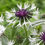 Thumbnail: Centaurea montana 'Amethyst in Snow' perennial cornflower