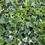 Thumbnail: Hedera helix 'Glacier'or similar  3 x s Ivy evergreen climbing trailing
