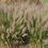 Thumbnail: Calamagrostis brachytricha  Korean Feather Reed Grass  or divisions