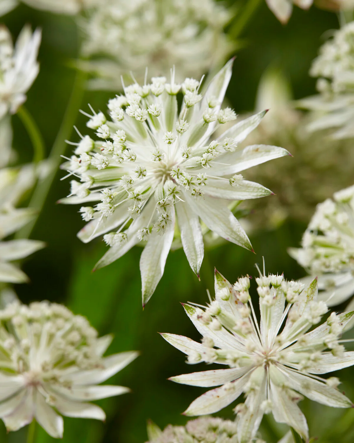 Astrantia major Sparkling Stars -9cm pot