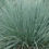 Thumbnail: Helictotrichon sempervirens Blue Oat Grass , evergreen blue grey leave- 9cm pot