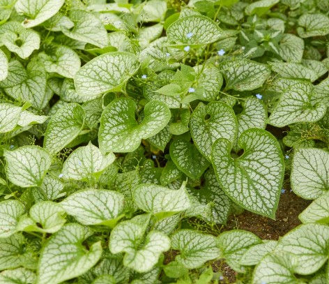 Thumbnail: Brunnera macrophylla-9cm pot - Pack of 5