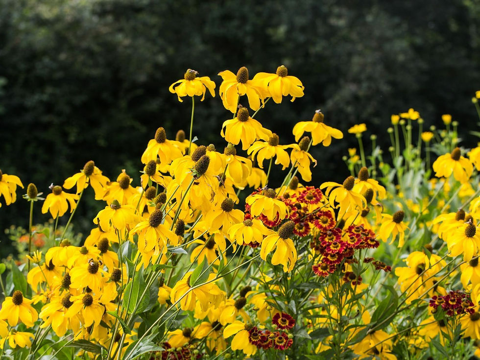 Rudbeckia laciniata 'Juligold'  Bareroot  Coneflower tall with yellow flowers