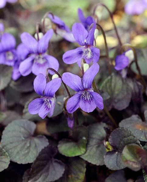 Viola labradorica riviniana Purpurea Violet spreading evergreen purple