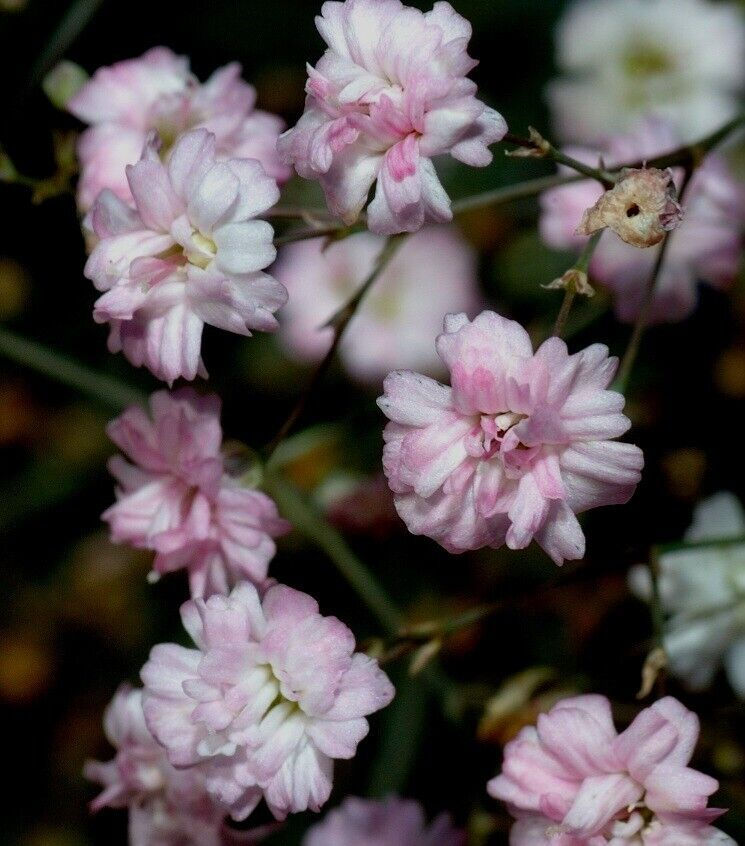 Gypsophila paniculata Pink