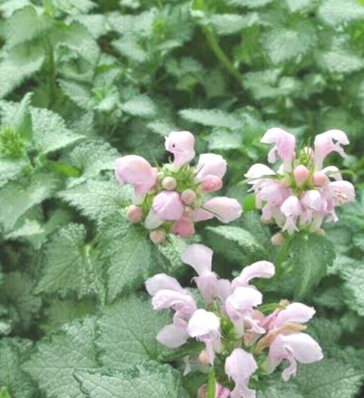 Lamium maculatum 'Pink Pewter'