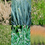 Thumbnail: Native Grasses for Shade Collection 6 x s  our choice of varieties