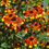 Thumbnail: Rudbeckia collection : our choice of  5 different varieties