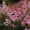 Thumbnail: Astilbe 'Delft Lace'