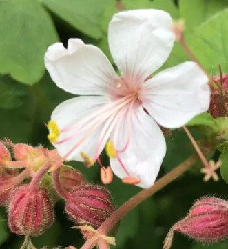 Geranium macrorrhizum 'Album'-9cm pot