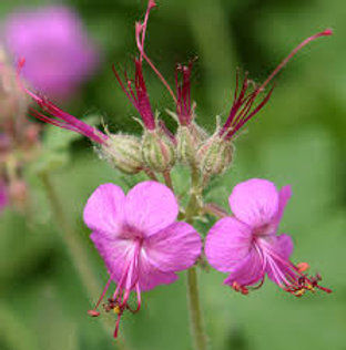 Geranium macrorrhizum'Cantabrigense'-9cm pot white & pink flower