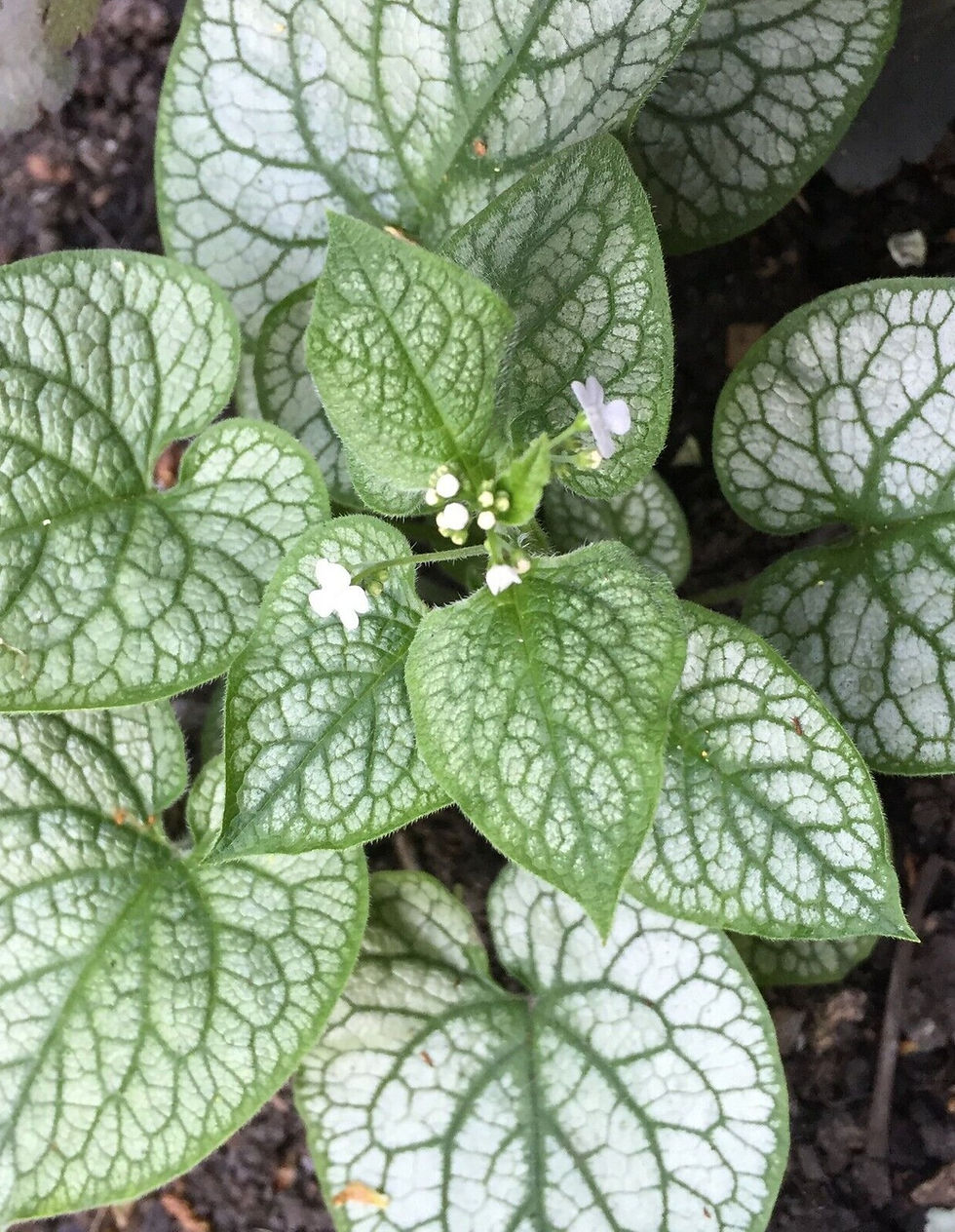 Thumbnail: Brunnera macrophylla 'Mrs Morse'  Siberian Bugloss , clumpforming