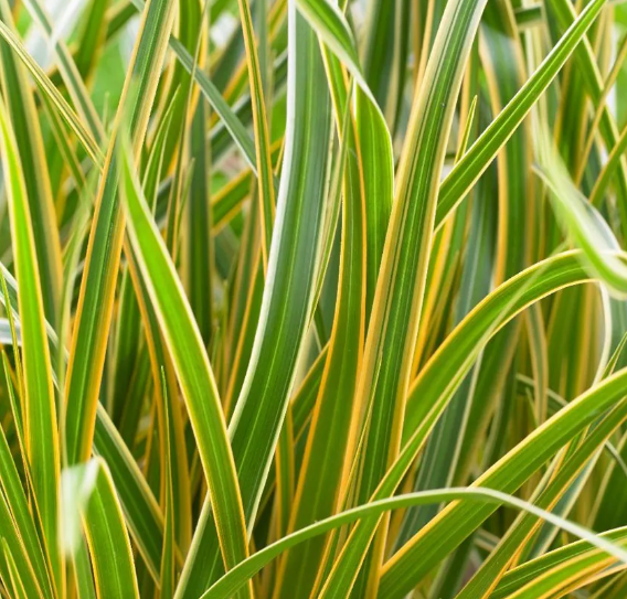 Thumbnail: Carex collection : our choice of  5 different varieties