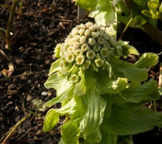 Petasites japonicus-9cm pot