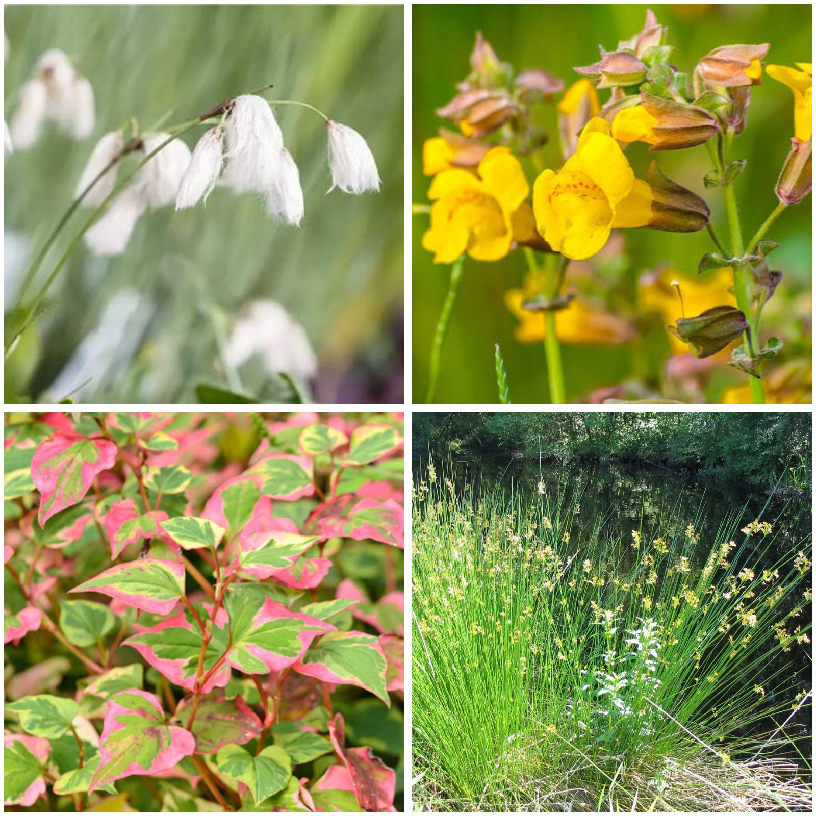 12 different plants of our choice to grow as MARGINALS IN A POND 9cm pot