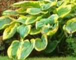Thumbnail: Hosta 'Frances Williams'  Plantain Lily , grey green yellow leaves