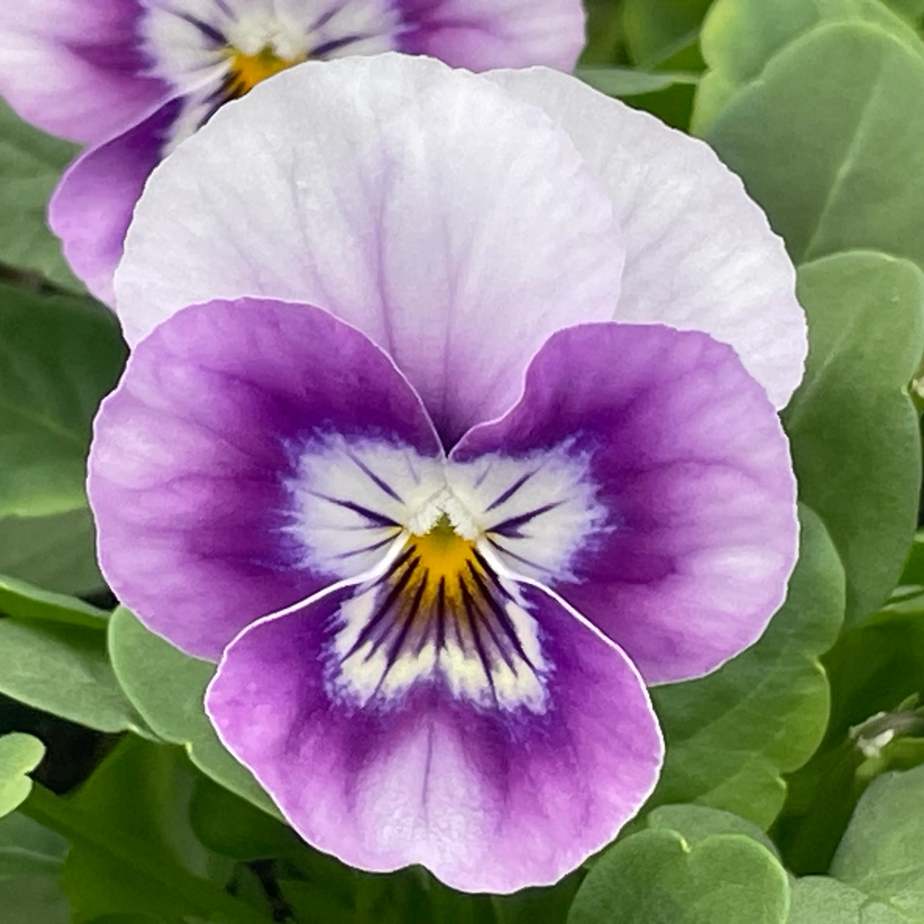 Viola cornuta-9cm pot - Pack of 5
