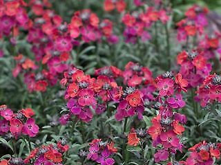 Thumbnail: Erysimum 'Red Jep'  Wallflower reddish to purple