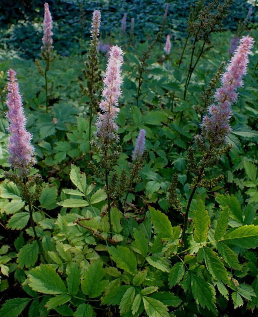 Astilbe chinensis