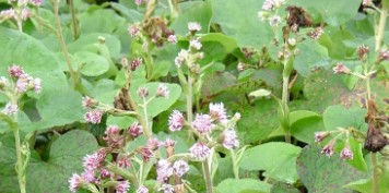Petasites fragrans -9cm pot
